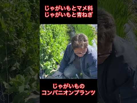 どの低木をキョウチクトウと組み合わせる？この植物の足元に置くのに最適な 5 つのコンパニオン プランツを見つけてください  庭園
