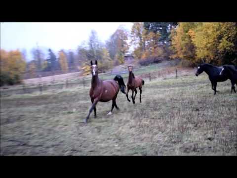 161019 mino & nirma out in the field