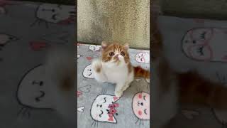 Exotic Shorthair Cats Videos