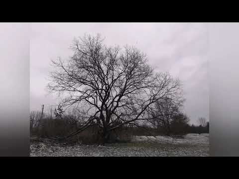 Anastasia, B4, Schöpfung, K30 :Der Mensch das Ebenbild Gottes