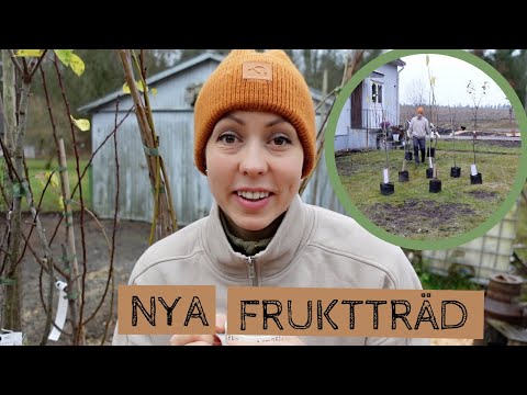 Jag planerar för åtta nya FRUKTTRÄD i trädgården - jag planterar äpple, körsbär och plommon