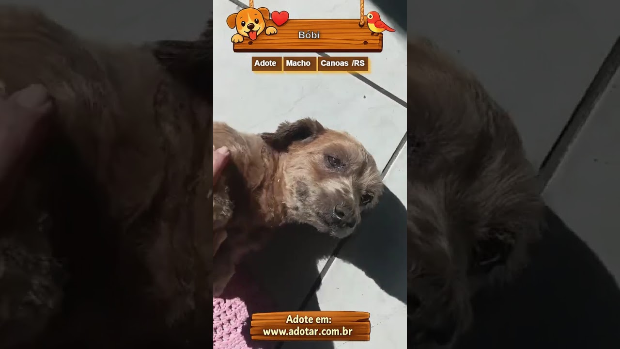 Cachorro raça SRD-ViraLata idade 4 anos nome Bóbi