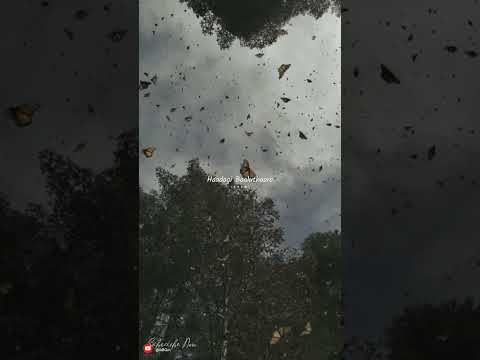 Chittegale Chittegale ll Kannada Song Whatsapp Status 🖤