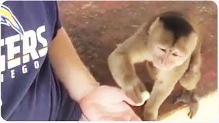 Hungry Monkey | Don&#39;t Bite the Hand That Feeds You