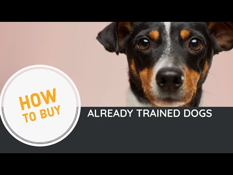 , title : 'how to buy already trained dogs - how to train dog fetch - train dog to walk on leash