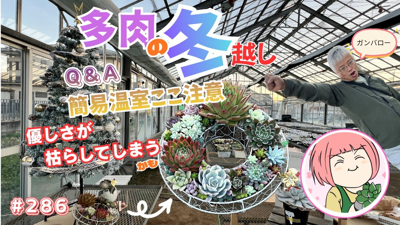 多肉クリスマスリースを作りながら＊冬越しのコツぜんぶ話します【多肉植物】286