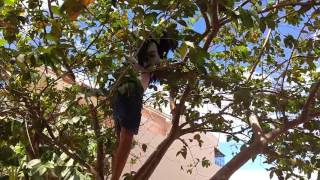 My Wife in the Guava Tree
