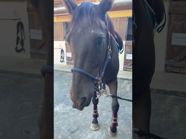 Magnifique selle fran&ccedil;ais 7 ans, beau potentiel CSO !