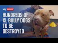 Hundreds of XL bully dogs to be destroyed at end of year