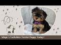 Yorkshire Terrier dogs for sale: Eva - Video 1