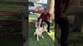 Video preview image #1 Siberian Husky-Unknown Mix Puppy For Sale in Pasadena, CA, USA