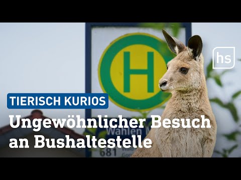 Unglaublich: Känguru wartet an hessischer Bushaltestelle | hessenschau