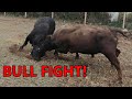 the BULLS BATTLE for dominance - combining the cattle herds & turning them out on fall pasture