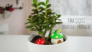 Para, bolluk ve şans getirdiğine inanılan para çiçeği, nasıl yetiştirilir, çoğaltılır/ Figen Ararat