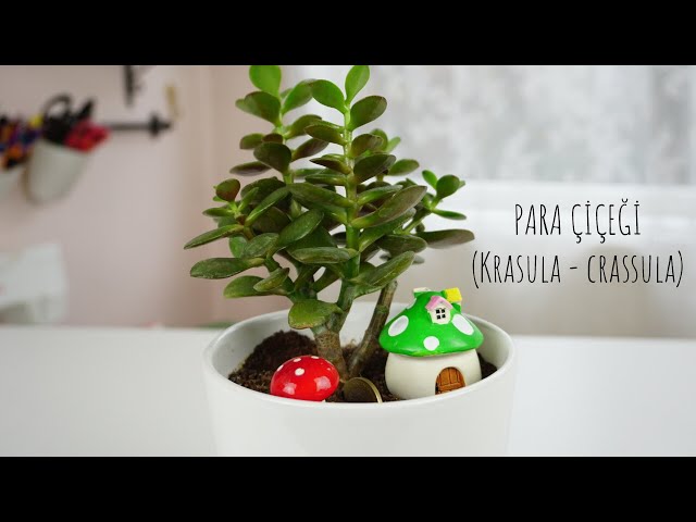 para bereket cicegi bakimi cogaltilmasi nefis yemek tarifleri