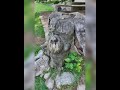 Lo Spirito Del Bosco