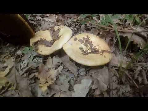 LACTARIUS ZONARIUS-Nejestiva, moguće otrovna! Zonirana jamičasta mlečnica!