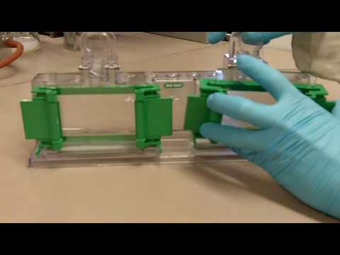 How to Avoid a Leaky SDS-PAGE gel