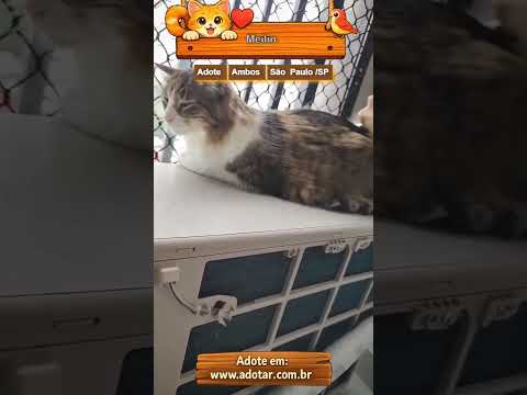Vídeo de Meilin