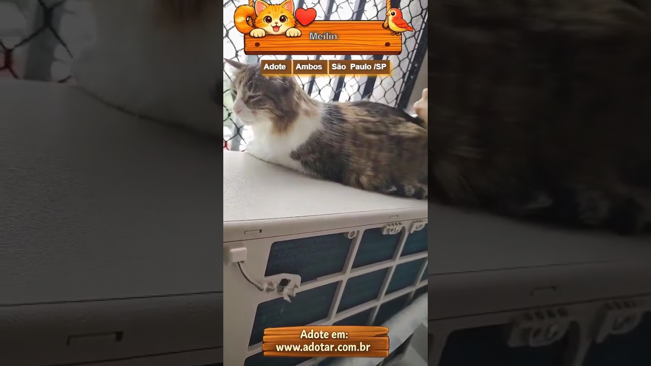 Gato raça SRD-ViraLata idade  nome Meilin