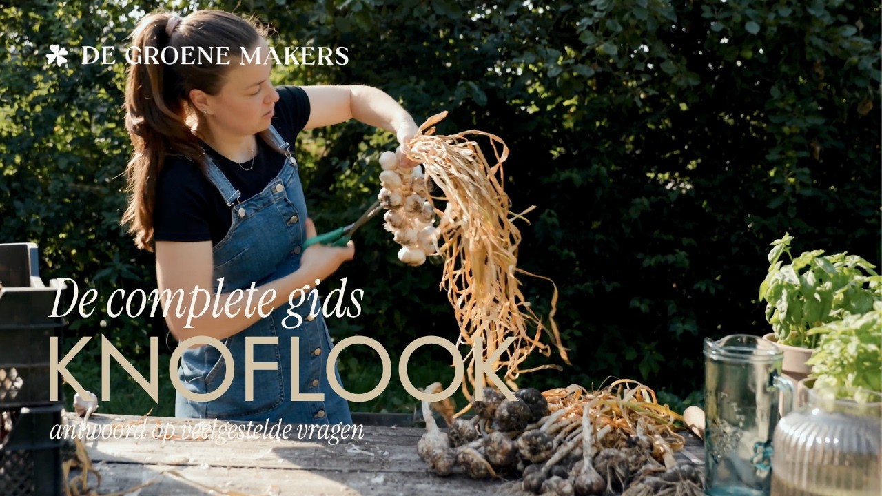 Zelf knoflook kweken in de moestuin