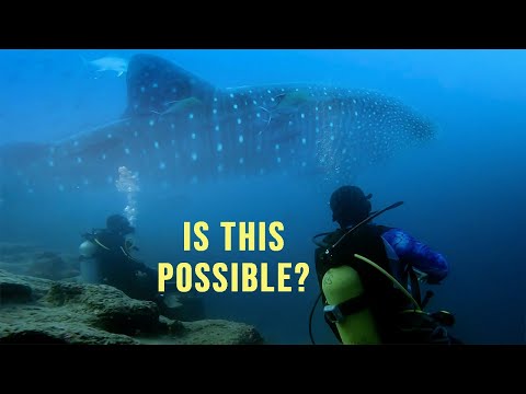 DIVING GALAPAGOS in Search of HAMMERHEADS + WHALE SHARKS! Are We TOO LATE? Harbors Unknown Ep. 84