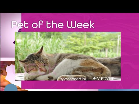 MedVet Pet Of The Week: “Urban Cowboy”, From Austin Pets Alive! - YouTube