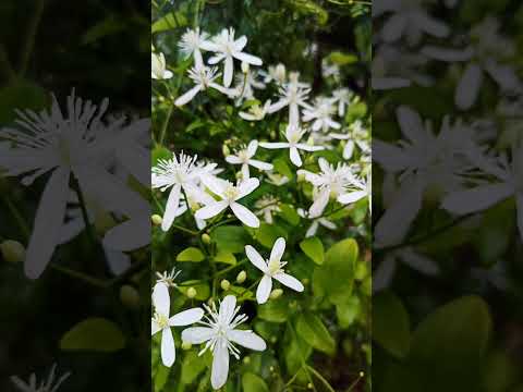white flower  whatsapp status vedio