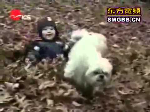 The world s most funny dog video  Collected by Rashid Siddiqi  evergreenpeople@yahoo com