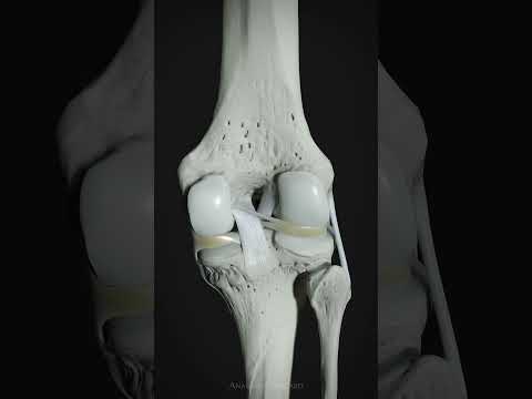 Motion of the menisci, anterior and posterior cruciate ligaments of the knee.