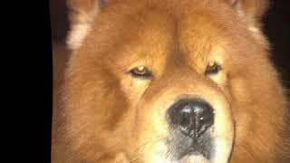 Charlie Chow  Saying Goodnight