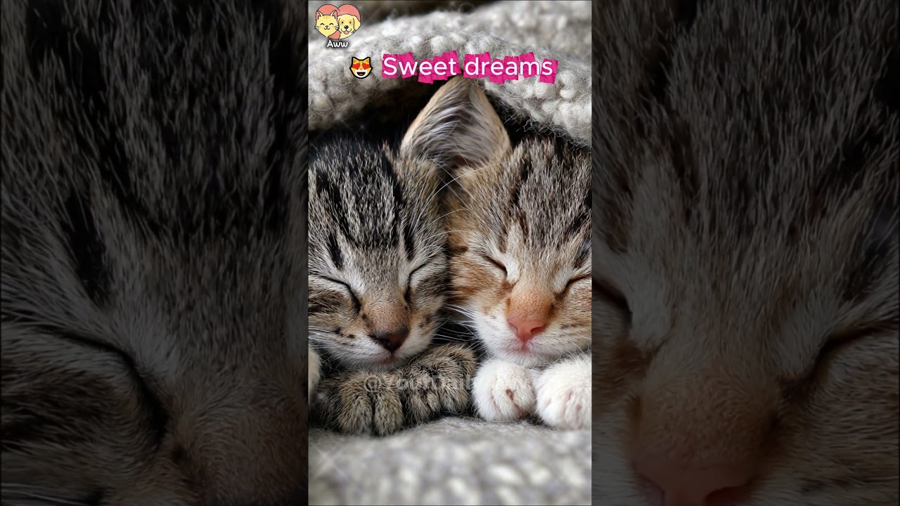 Two Kittens Sleep Together 😺💕 So Sweet! #shorts #cute #aww #animals