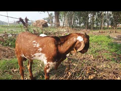Big Goats eating amrita.#goat #viralvideo #rabbit #a rabbit hutch