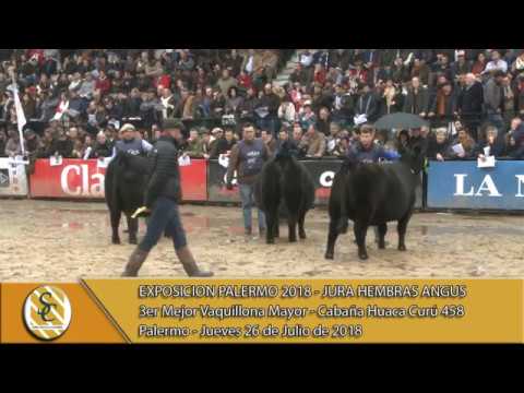 26-07-18 Campeonato Vaquillona Mayor - Jura Hembra Angus - Palermo