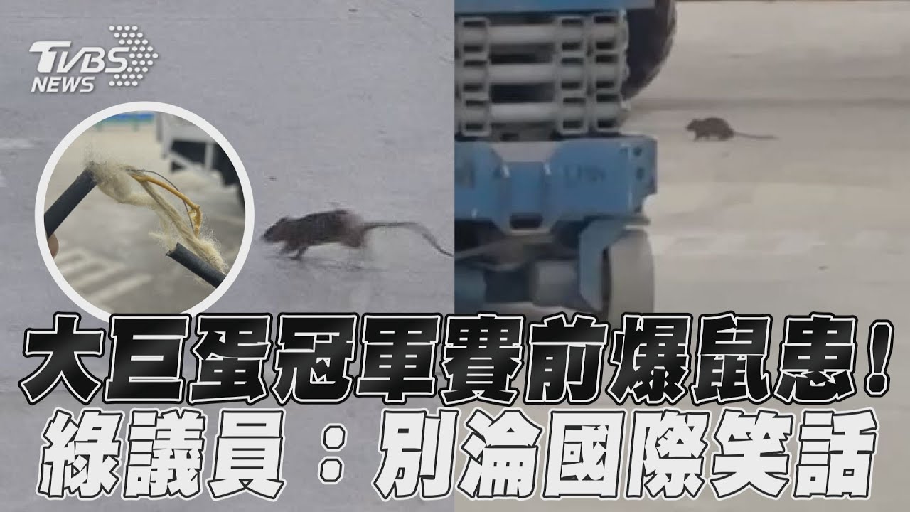 影音/大巨蛋冠軍賽前爆鼠患! 綠議員:別淪國際笑話