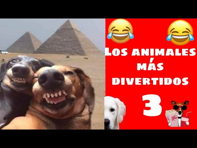 Vídeo relacionado con BRUBAKER Cashmirillo Bufanda de Mujer con Estampado de Gatos - 70 x 200 cm - Cálida y Acogedora - Bufanda de Lana para Otoño e Invierno - Tacto Suave de Cachemira - Negro y Beis