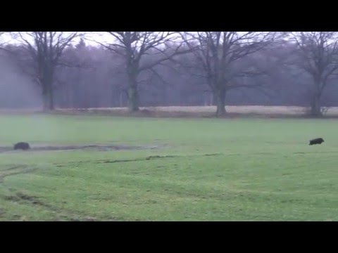 Shots to wild boars, http://www.jagt-polen.dk, HUNTINGPOL-the best hunting in Poland