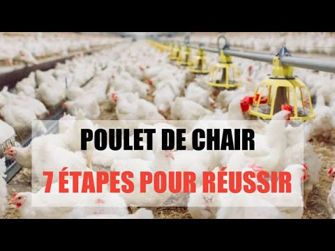 7 étapes poulets chair