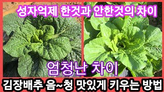 김장배추,무 음~청 맛있게 키우는방법~성장억제한것과 안한것의 차이~김장배추,무,추비,영양제,키우는방법 귀농귀…