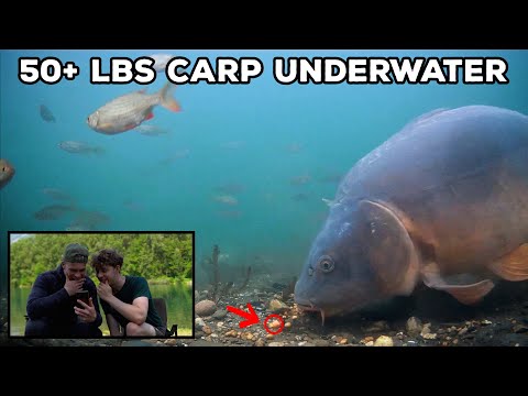 My biggest carp ever caught in front of an underwater camera (NEW PB)