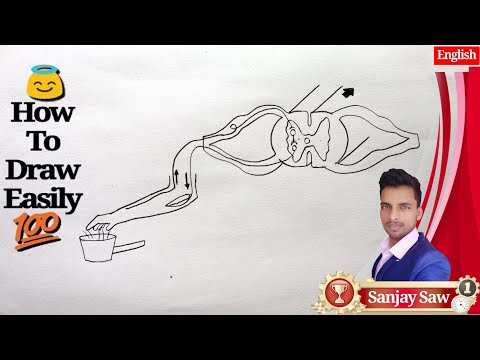 How To Draw Reflex Arc ! Video