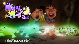 （広告）イグアナ＆Co.（アンドコ） ミニ