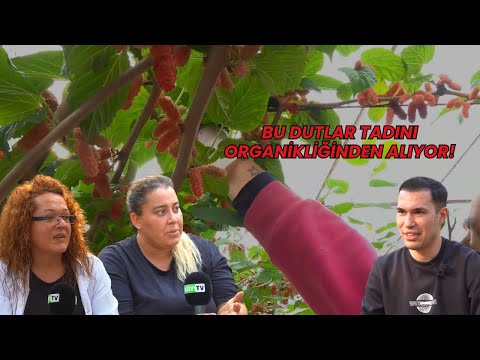 Dut Üretiminde Organik Gübre Kullanımı - Toprağa Organik Dokunuş