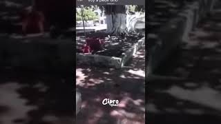 Los perritos más astutos del mundo #viralvideo