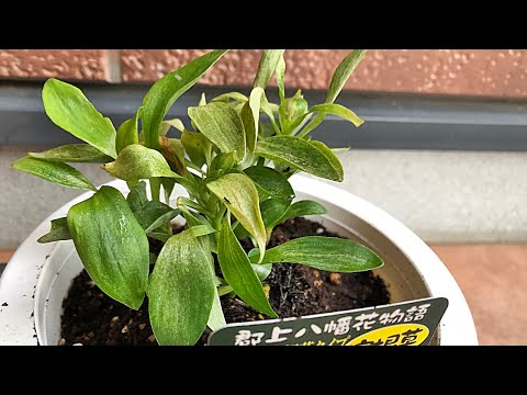 園芸 アルストロメリアの植え付けと手入れ