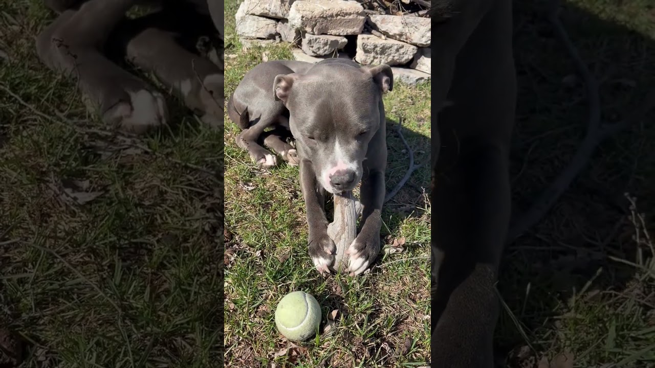 Enlarge Jack, a Adoptable Pit Bull Terrier in Chicago, IL video 6/6