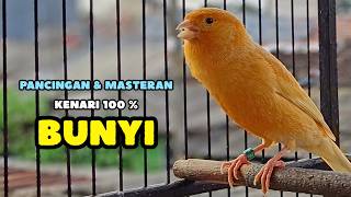 Download lagu KENARI GACOR Panjang, Suara PANCINGAN Kenari PAUD Belajar Bunyi Ngeriwik | Masteran Kenari Paud #731 mp3