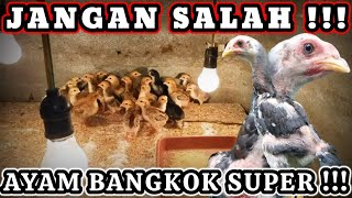 Download lagu CARA MEMILIH ANAK AYAM BANGKOK YANG BENAR mp3 Download lagu CARA MEMILIH ANAK AYAM BANGKOK YANG BENAR mp3