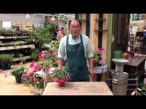 園芸 ロイヤル フクシア レイツィイ、丈夫なつる性フクシア