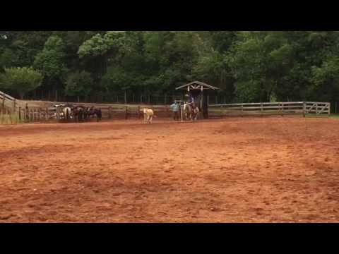 NZ OFÉLIA - Leilão Digital Outono de Luxo -  www.macedoleiloesrurais.com.br